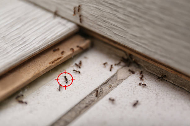 Best Spider Control Near Me  in Port Richey, FL