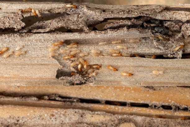Best Emergency Pest Control  in Port Richey, FL