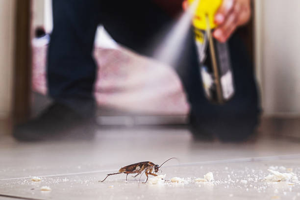 Best Pest Removal Services  in Port Richey, FL